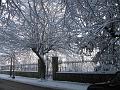 Neve (25)